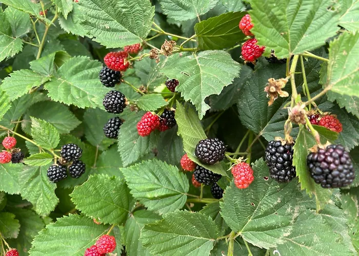 A Vossa Casa フィゲイロー・ドス・ヴィーニョス